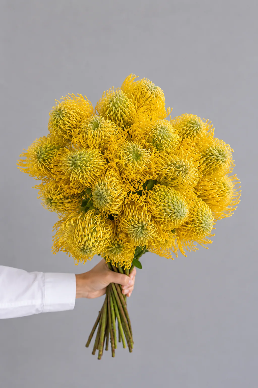 年宵花 · 黄针垫